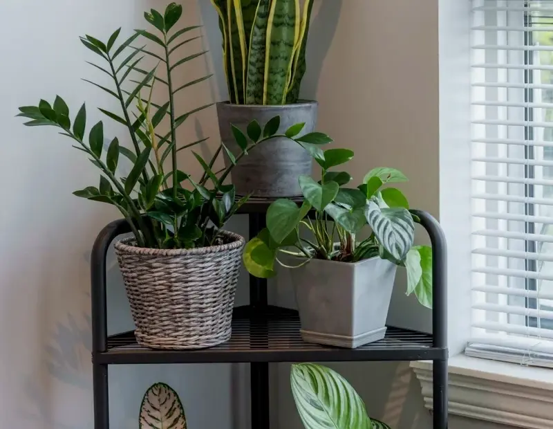 Black metal corner shelf plant display with snake plant, ZZ plant and pothos 🌱